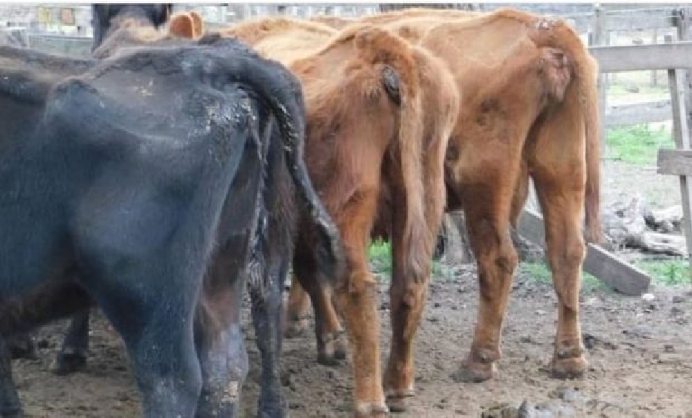El problema de la "vaca china": 240.000 animales podrían morir en los campos del Sudoeste Bonaerense