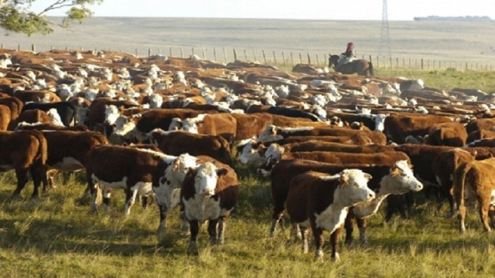 Por las regulaciones, la Argentina perdería por lo menos US$1.100 millones en exportaciones de carne