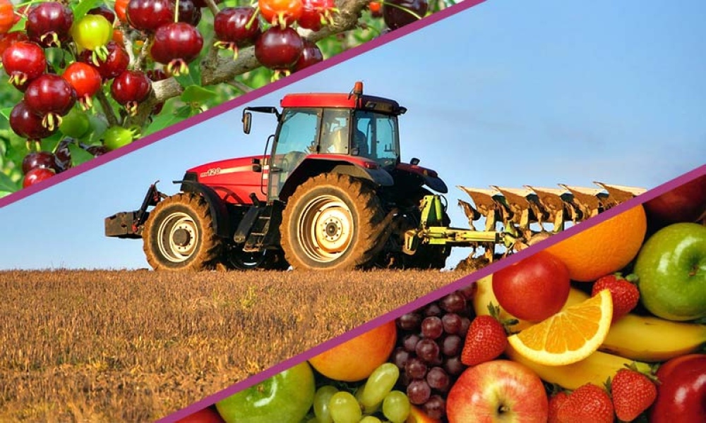 Curso online “Promoción de la cadena de valor alimentaria para agronegocios basados en la comunidad”