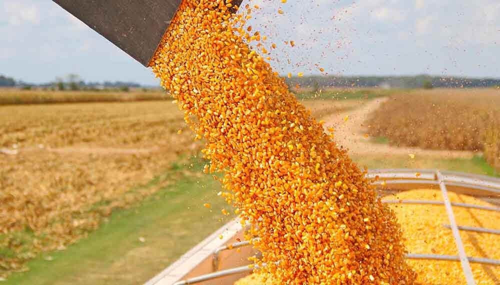 El Gobierno analiza volver a limitar las exportaciones de maíz