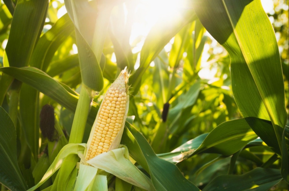 Ni “cepo” ni “limitación” a las exportaciones de maíz: el Gobierno justificó la medida