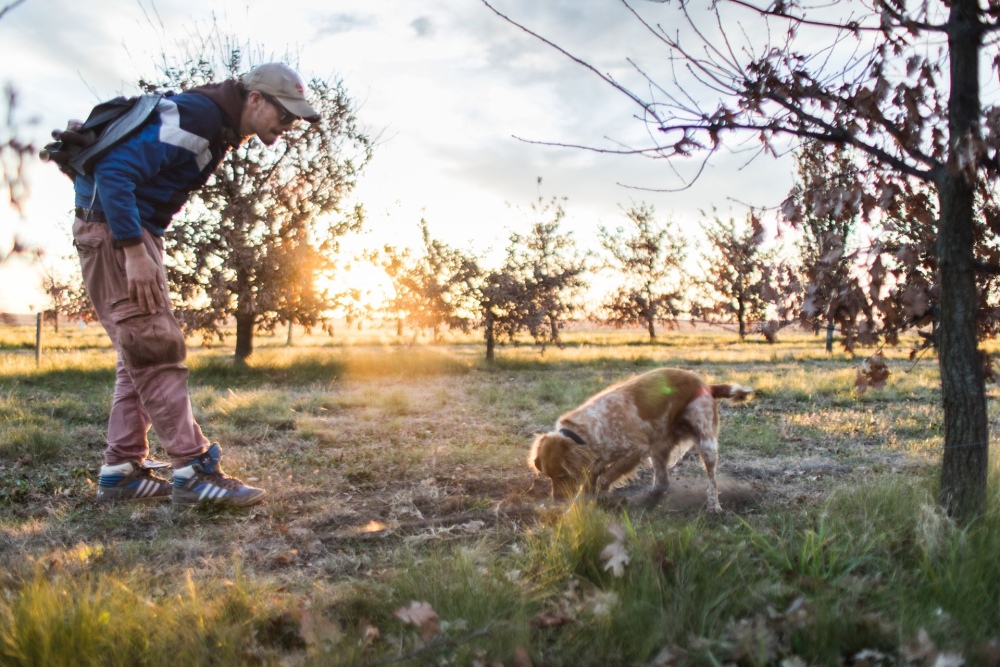 Espartillar: entrena perros para "cazar" trufas, un tesoro gourmet que se cosecha en Argentina