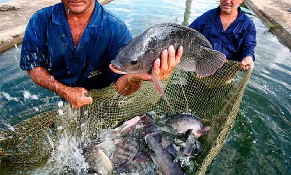 Acuicultura: cría sustentable de peces de alto valor comercial
