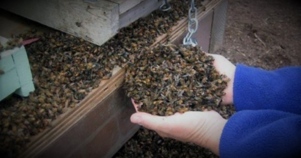 Alertan sobre la muerte de colmenas por la aplicación de insecticidas