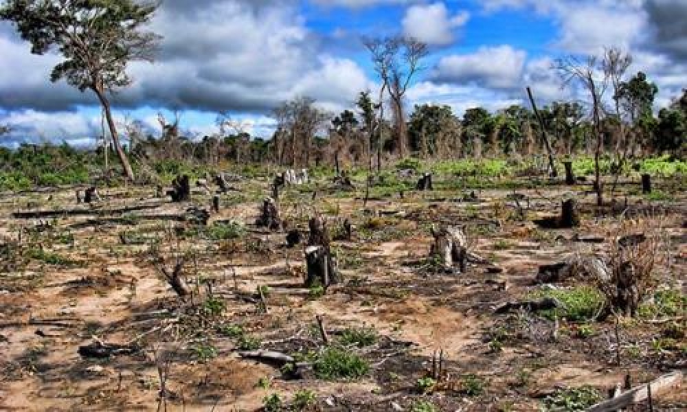 La UE bloqueará la importación de productos que contribuyan a la deforestación