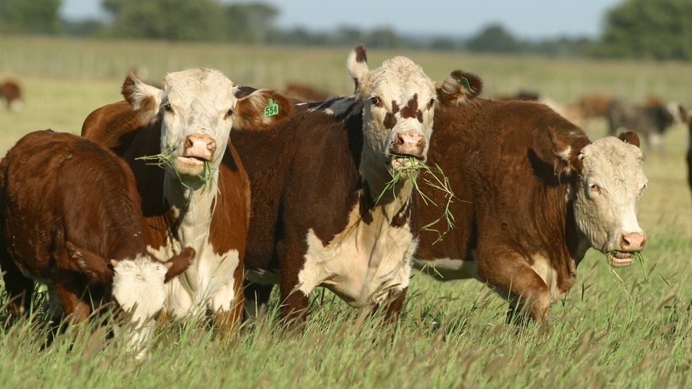 Carne bovina: Sistemas de Engorde Pastoril, beneficios en la producción y el consumo