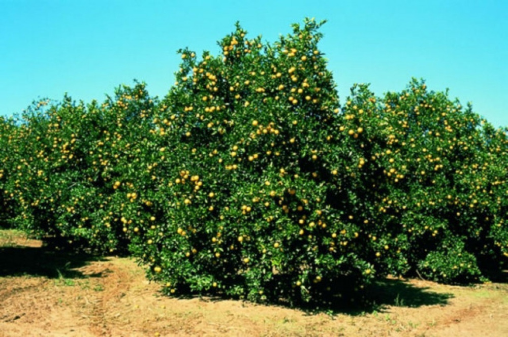 Nueva línea de financiamiento para la producción frutícola
