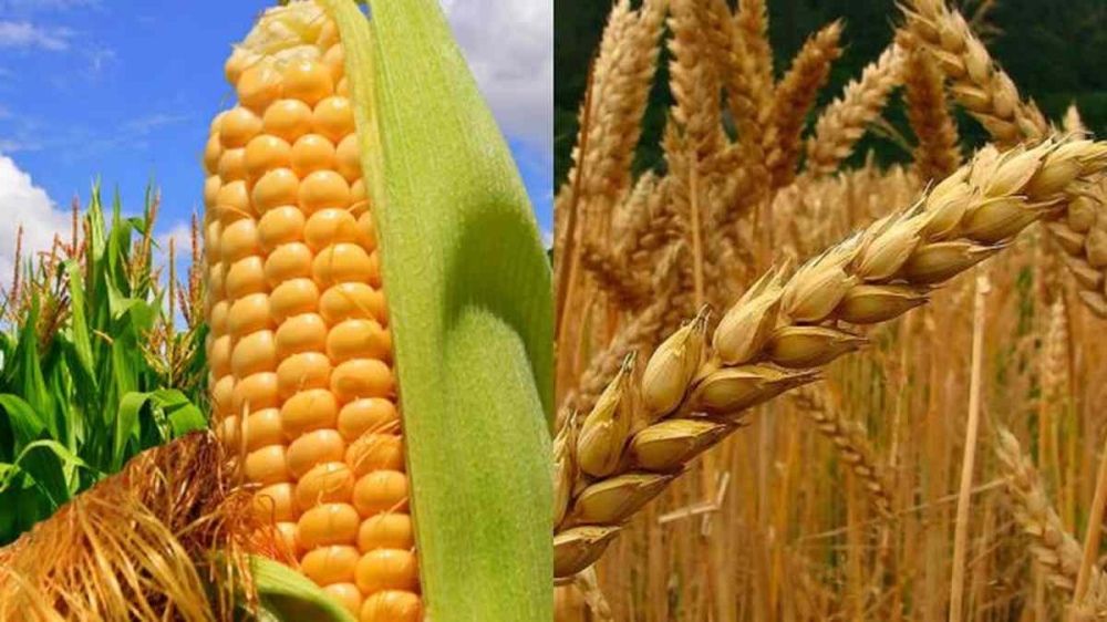 Ruralistas rechazaron la resolución del Gobierno que fija volúmenes de exportación de maíz y trigo