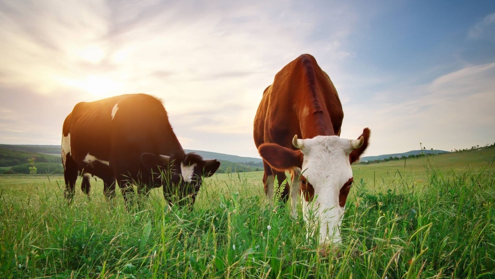 Engorde Pastoril: estrategias y soluciones para una Carne saludable en un sistema amigable con el ambiente