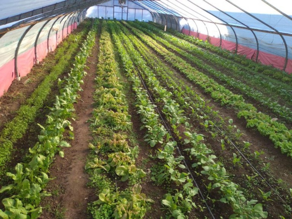 Tornquist: la huerta municipal entrega por semana 1000 kilos de verduras y hortalizas