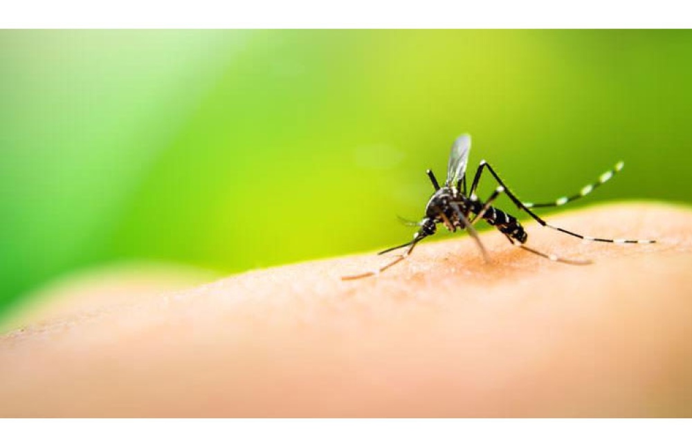 Dengue: Cronograma de Fumigación en todo el Distrito