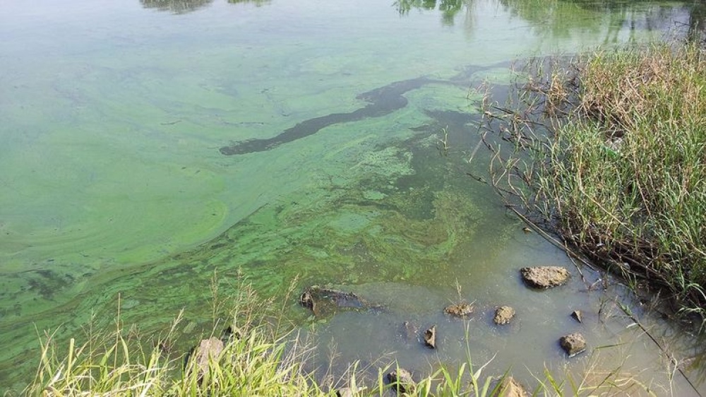 Alertan por algas tóxicas en ríos y lagos de Buenos Aires, Santa Fe, Entre Ríos y Córdoba