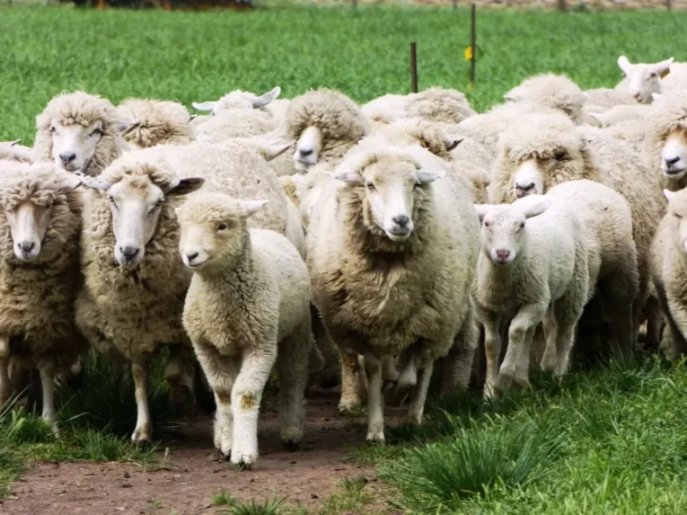 Nuevos créditos con tasas blandas que impulsan el agregado de valor y el desarrollo de la producción ovina