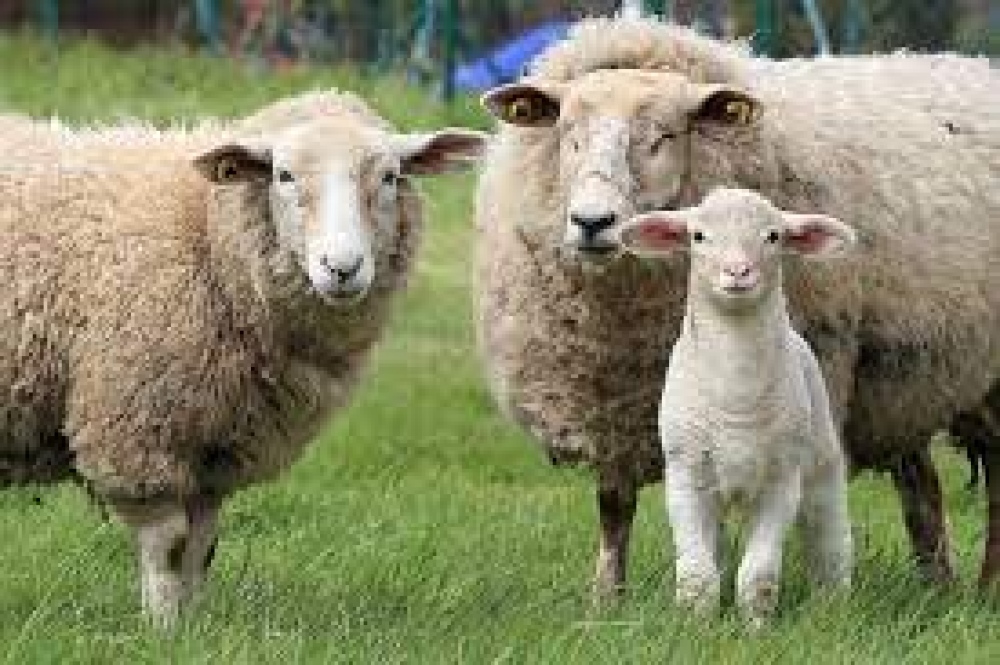 Nuevos créditos con tasas blandas que impulsan el agregado de valor y el desarrollo de la producción ovina