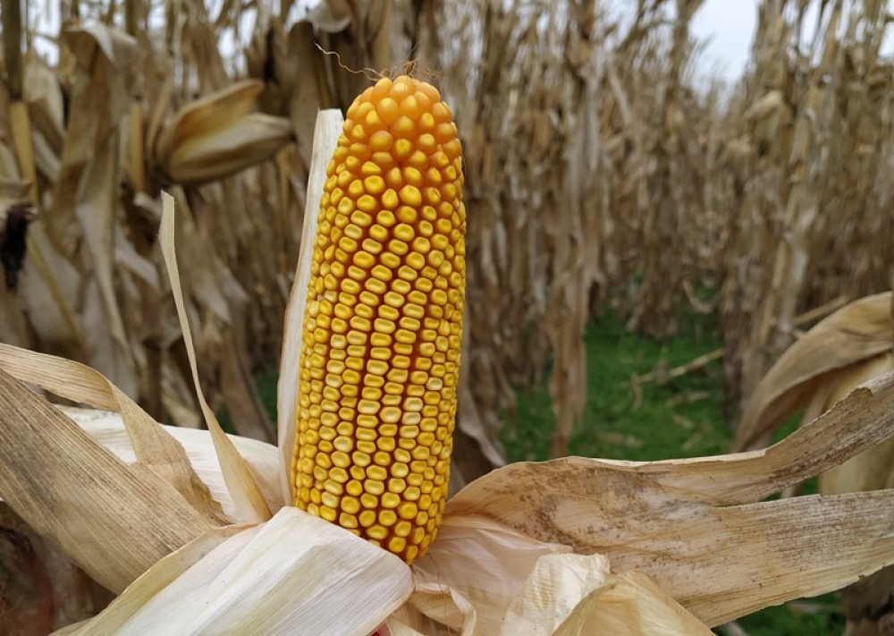 Nuevas estrategias para el manejo del maíz