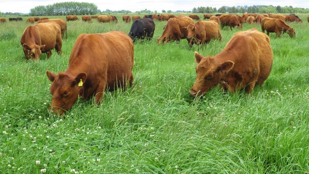 Jornada genética bovina para sistemas pastoriles