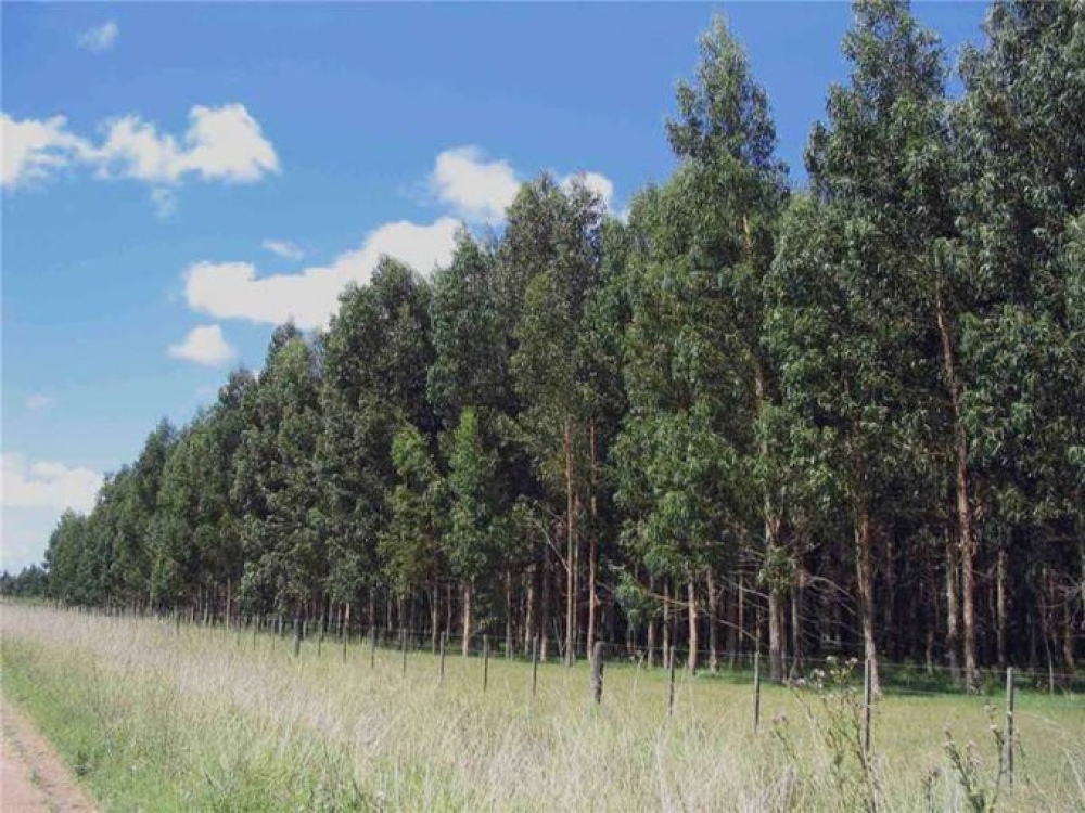 Plan de Impulso a la Actividad Forestal bonaerense