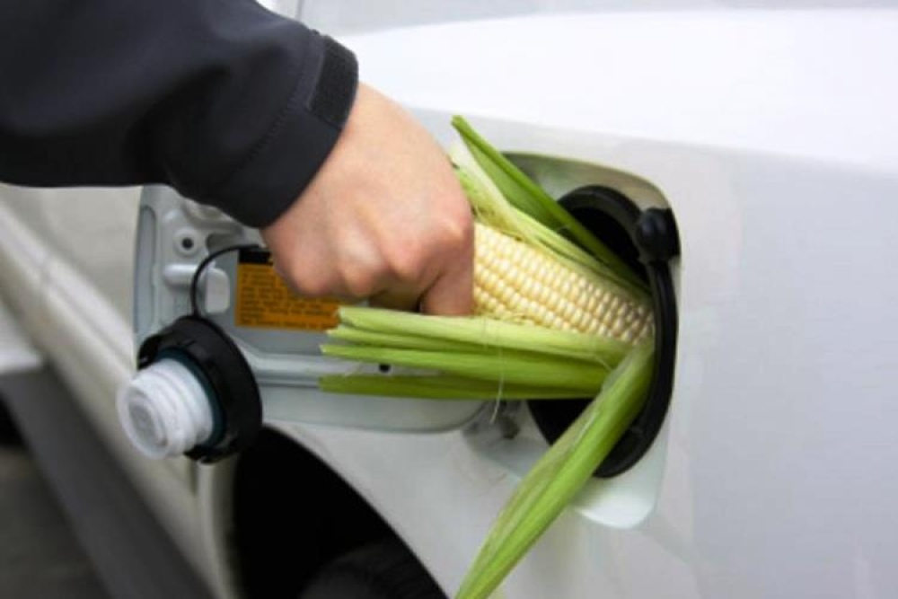 Ley de biocombustibles: Se reglamentó con una aplicación excepcional para el bioetanol de maíz