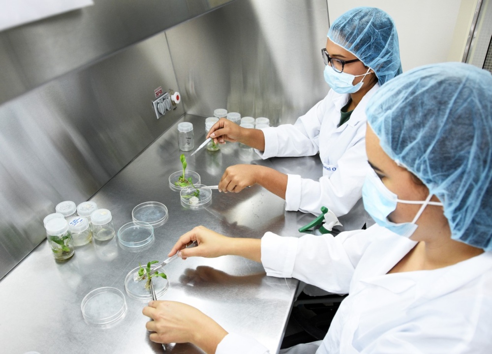 Curso Internacional: Herramientas biotecnológicas aplicadas a la ingeniería genética de precisión en plantas
