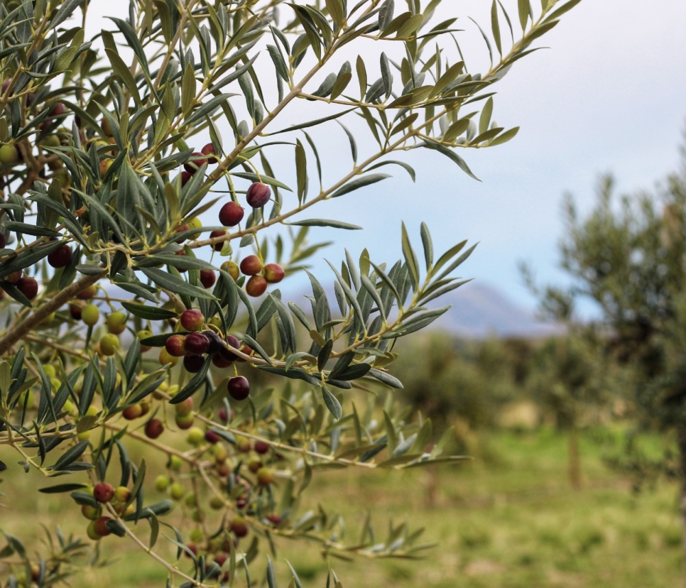 "El olivo tiene un enorme potencial productivo, por su vinculación con el turismo y la gastronomía"