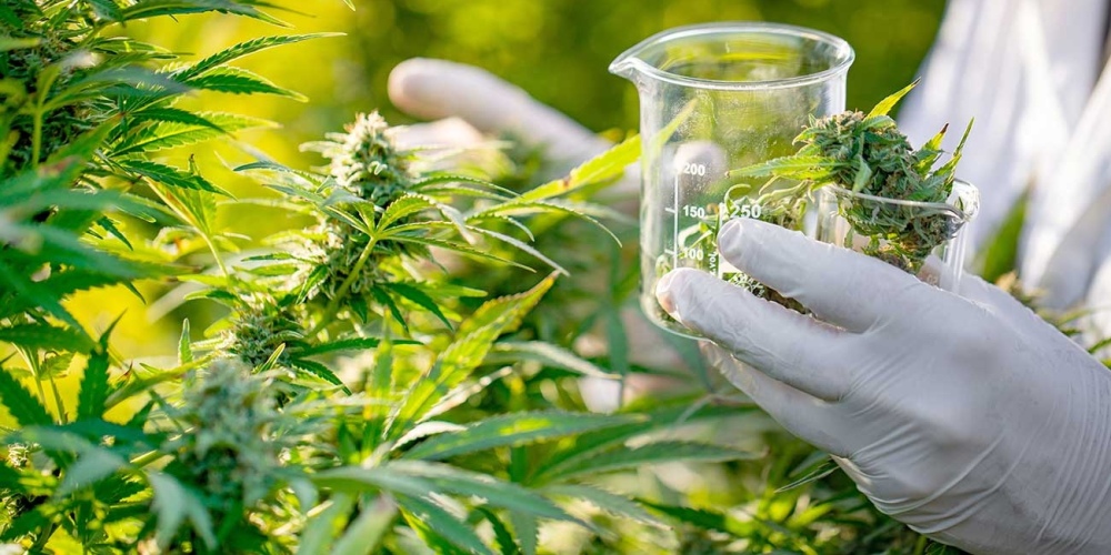 Diputados aprobó la ley que regula el cannabis medicinal y cáñamo industrial