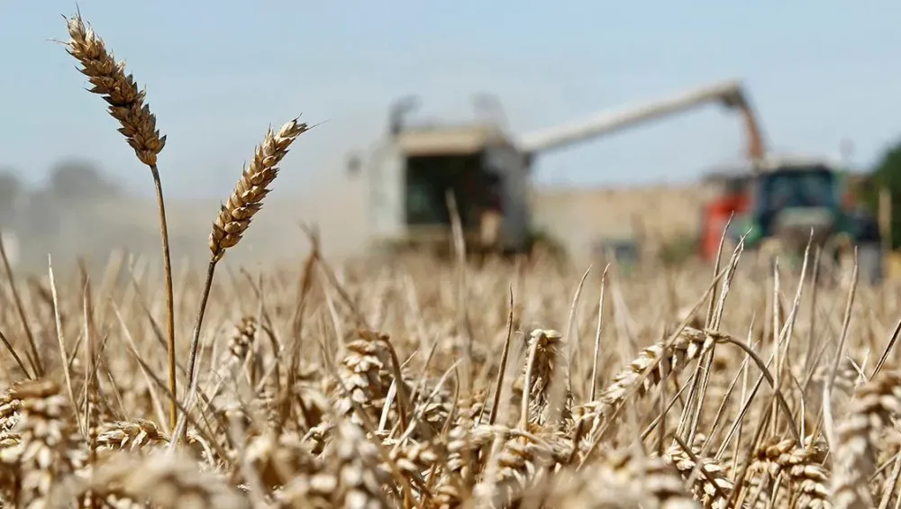 India prohibió la exportación de trigo, es el segundo mayor productor del mundo