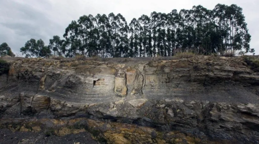 Descubren un bosque fosilizado de 290 millones de años en Brasil