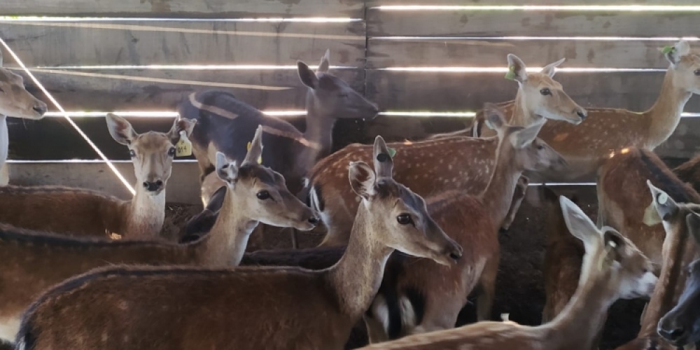 Ciervos en Carhué: coto de caza y planteo ganadero con rotación
