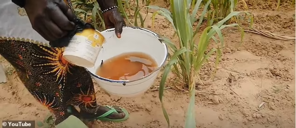 Utilizan la orina humana para fertilizar cultivos en Níger