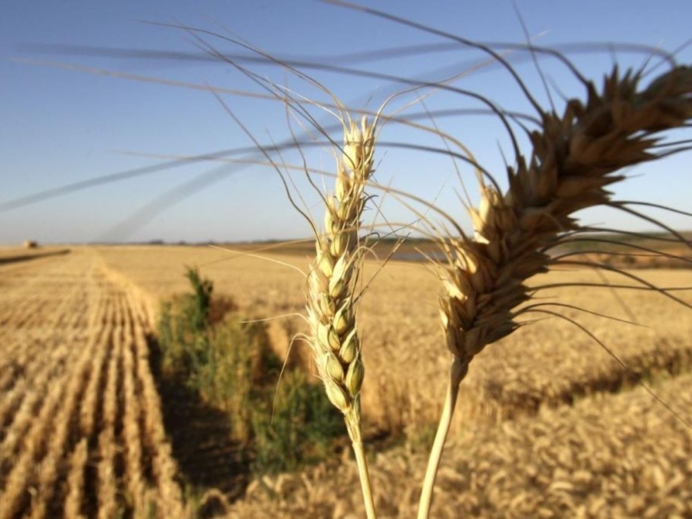 Advierten que la producción de maíz y trigo se encuentra frente a una "situación compleja"