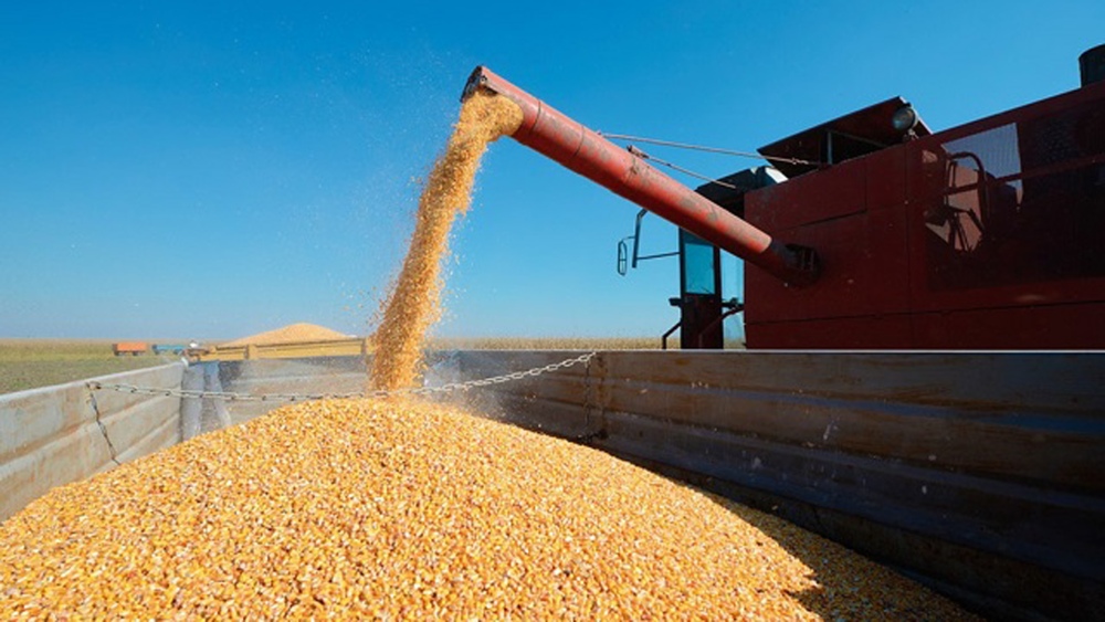 AFIP desarticuló la comercialización fraudulenta de granos en 3 localidades del Sudoeste Bonaerense