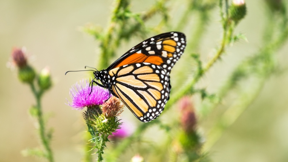 La mariposa monarca ingresó en la lista de especies amenazadas