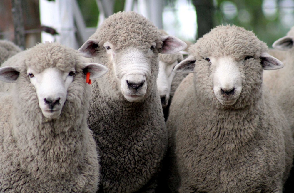 Prolana: Productores del Sudoeste ofrecieron 30 mil kilos de lana bajo "liciticación pública"