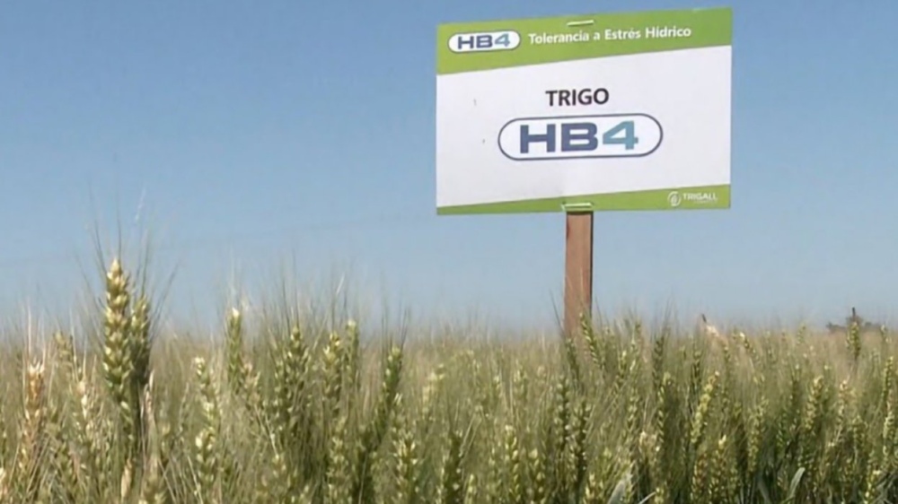 Trigo HB4: "La tecnología fue desarrollada para tolerancia a sequía no para tolerancia a herbicida"