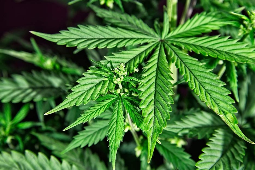 Cannabis: Piden regular el uso adulto para impulsar el sector y crear fuentes de trabajo