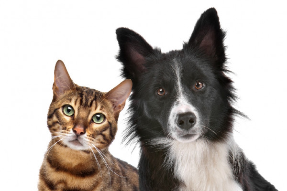 Espartillar: Jornada de Castración gratuita de perros y gatos