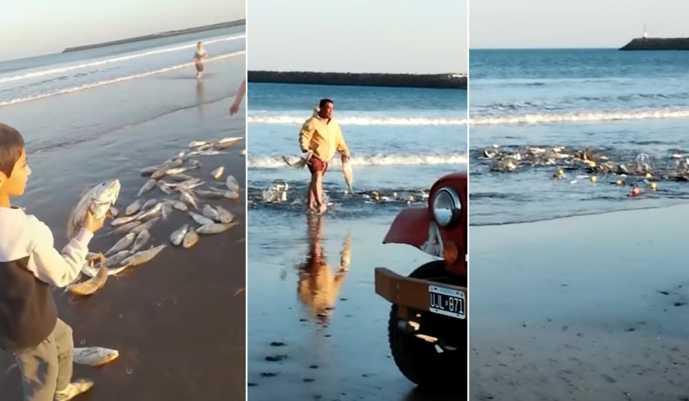 Quequén: Miles de corvinas invadieron la playa
