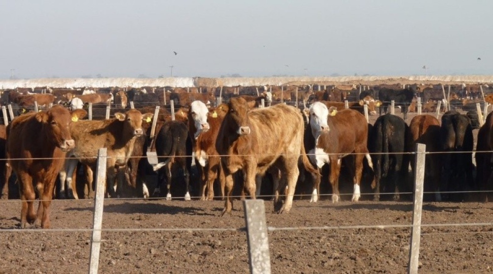Los probióticos permitirían reemplazar el uso de antibióticos en el ganado