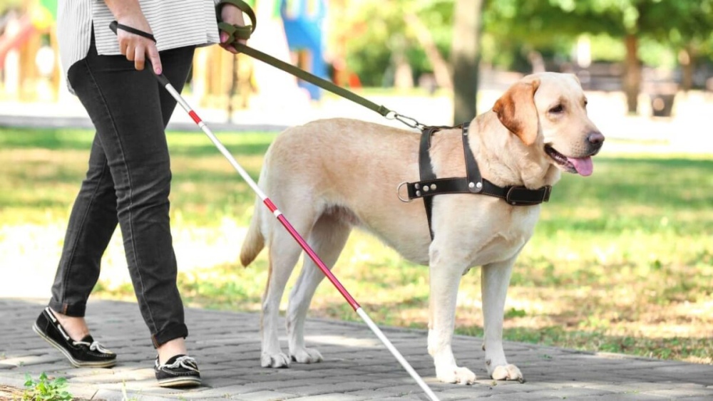 El Senado bonaerense avanza con la ley de perros de asistencia