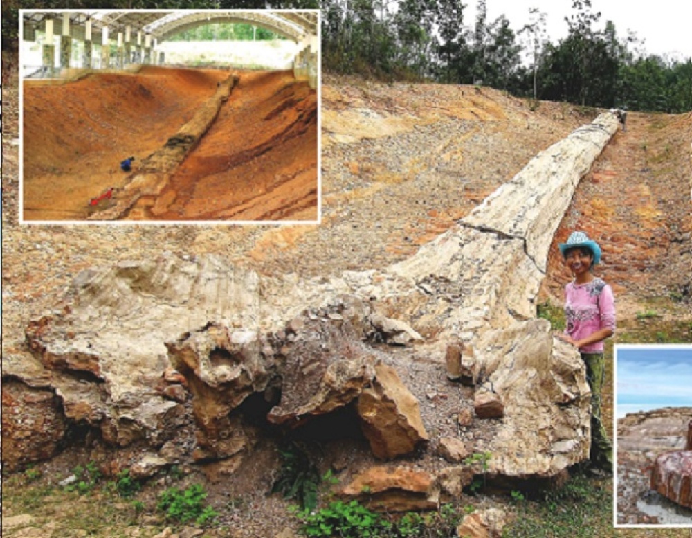 El árbol fósil más grande del planeta tiene más de 72 metros de altura y vivió hace 800 mil años