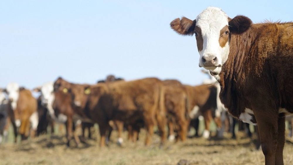 En octubre, la producción de carne vacuna fue la segunda más importante de los últimos cinco años