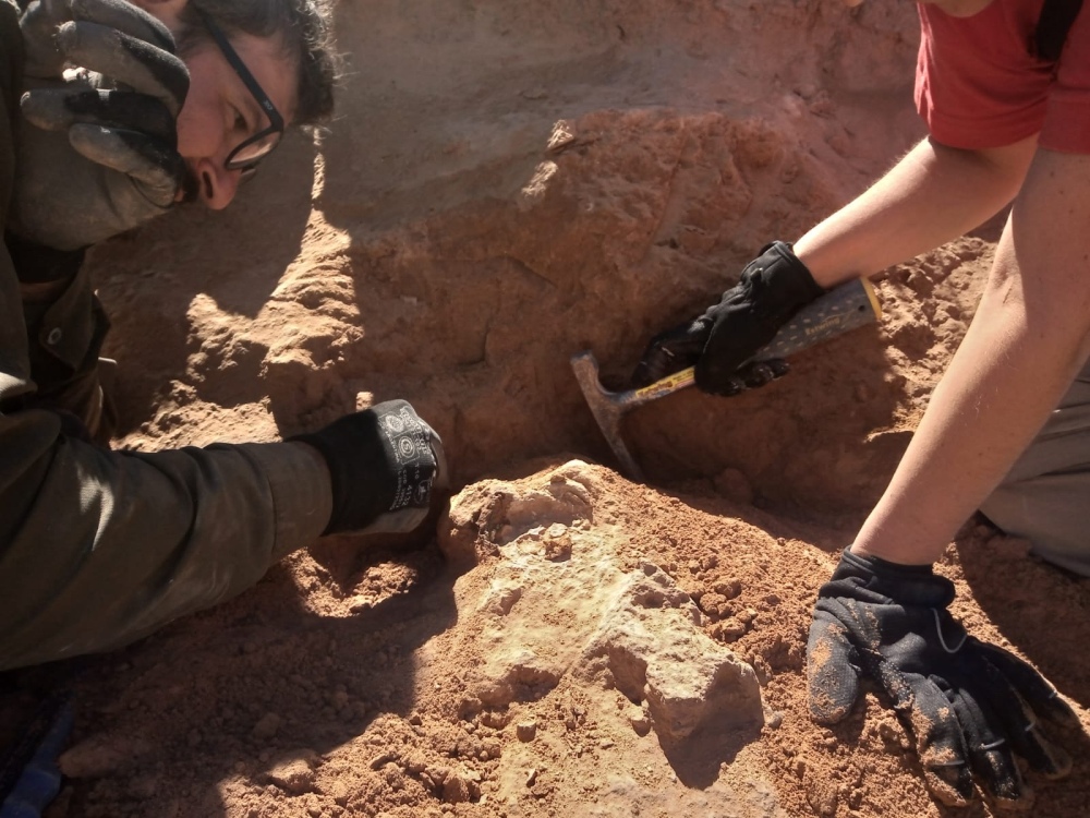 Descubren restos fósiles de gliptodontes en Adolfo Alsina, las imágenes