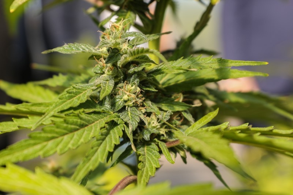 Cannabis medicinal: el Gobierno Nacional puso en funciones la agencia para regularlo