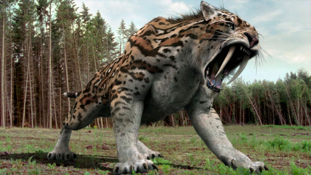 Asombroso hallazgo: encontraron restos de un "Tigre Diente de Sable" donde construían una casa