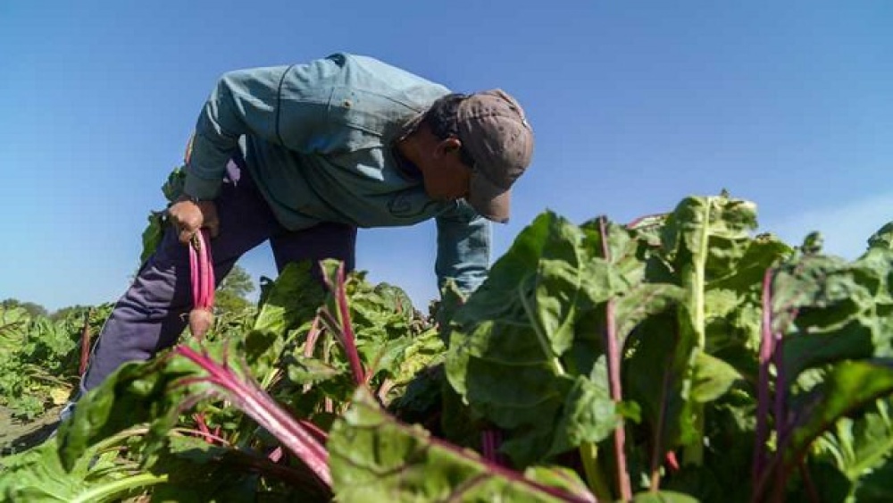 Trabajadores Rurales: Una entidad del campo rechazó el pago del bono de $26.000 que propuso el Gobierno