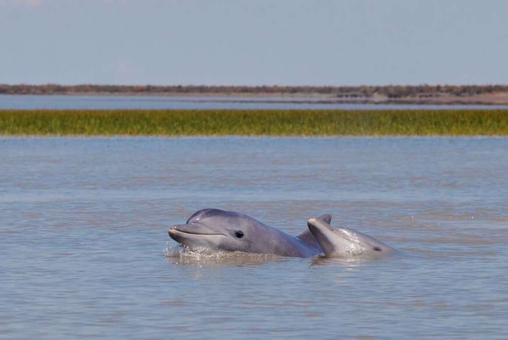 Presentaron un programa de preservación de delfines franciscanas en el Puerto de Bahía Blanca