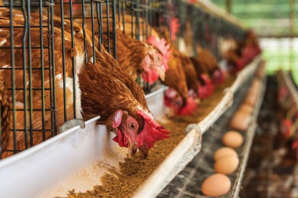 Gripe aviar en Argentina: qué impacto puede causar en la industria avícola