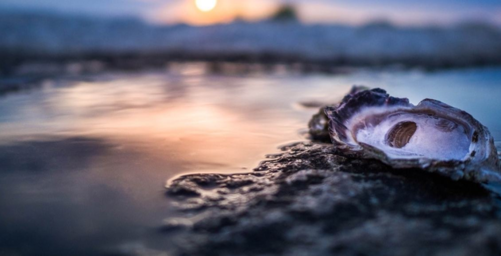 Alarma en San Blas por ostras contaminadas