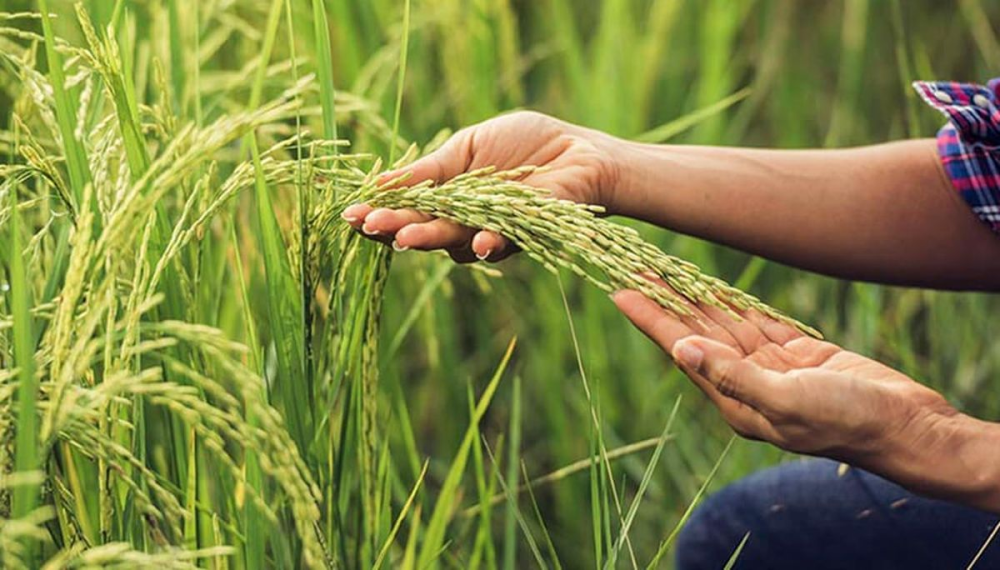 Alertan que por la sequía podría faltar arroz en la segunda mitad del 2023