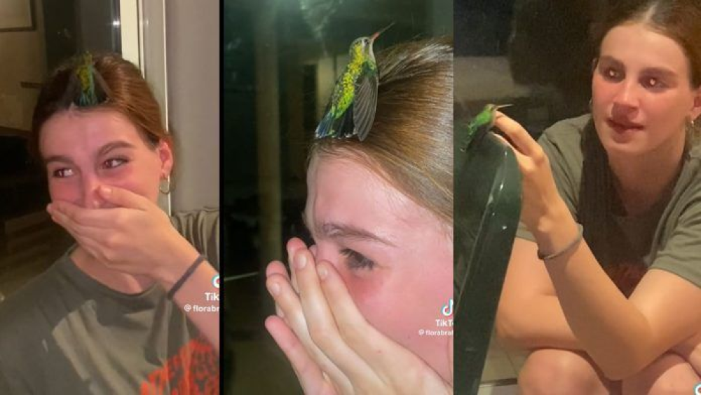 La emoción de una joven a quien un colibrí se le posó en la cabeza.